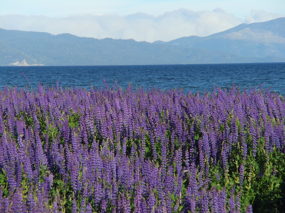 FEatured images showing a field of bright purple lupines on the shore of Lake Tahoe, CA on a clear summer day.