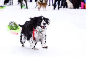 Featured image showing a dog pulling race at SNOWFEST