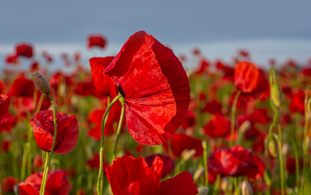 Featured image showing a field of red poppies in honor of Memorial Day