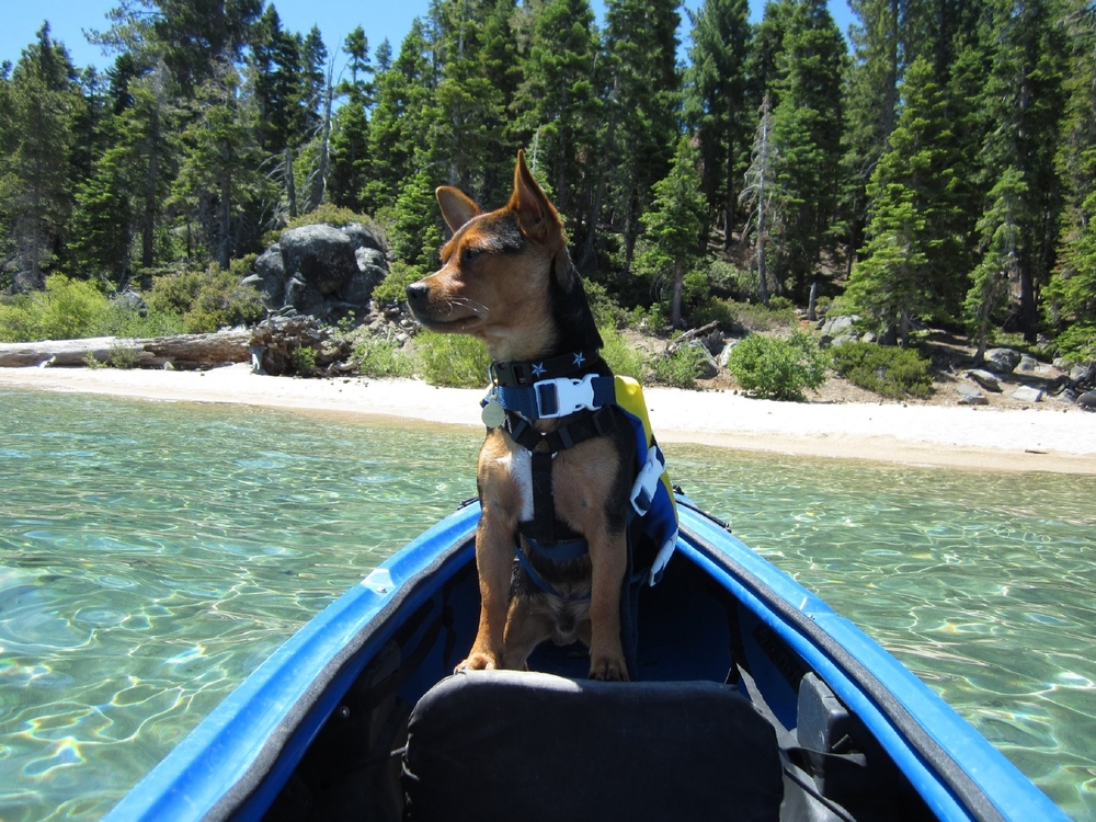 Featured imag showing a dog Kayaking on Lake Tahoe on a summer day.