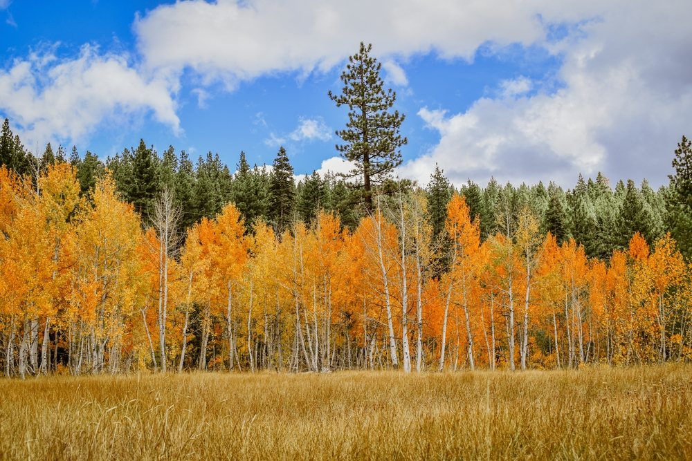 Featured image showing a grove of aspen trees and pine trees in Truckee during the autumn season.