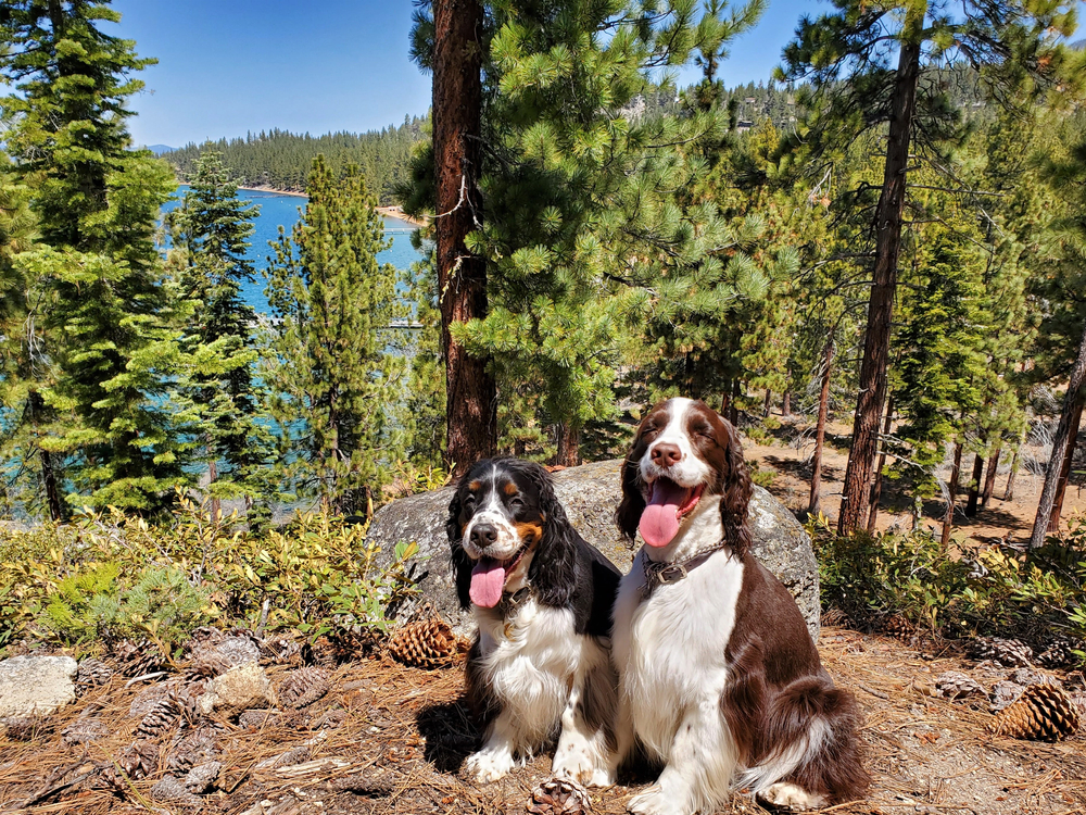 Fun Labor Day Activities to Enjoy in Reno, Tahoe and Truckee