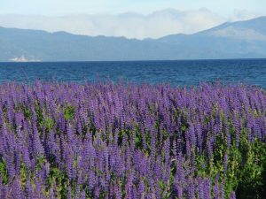 FEatured images showing a field of bright purple lupines on the shore of Lake Tahoe, CA on a clear summer day.