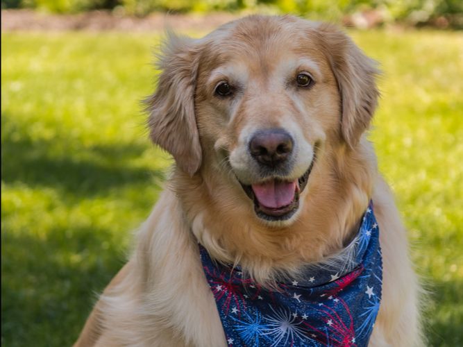 10 tips to enjoy the 4th Featured image showing a golden lab with a red white and blue bandana sitting on the grass looking happy.