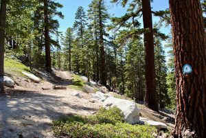 Featured image showing the Tahoe Rim Trail