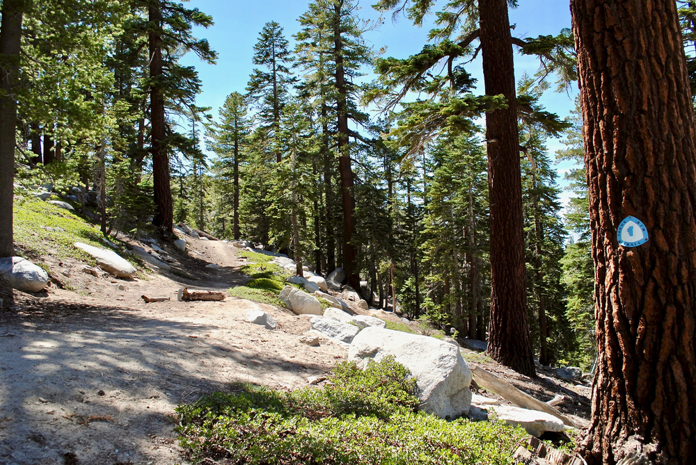 Tahoe,Rim,Trail,Marker,On,A,Tree.,Blue,And,White Featured image showing the Tahoe Rim Trail