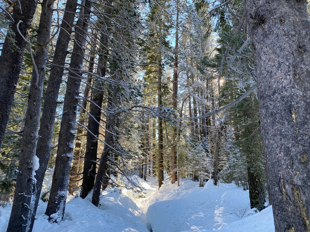 Beautiful,Snow,In,Tahoe,#snow,#trees Featured image showing beautiful snow on Tahoe Pines in Lake Tahoe.