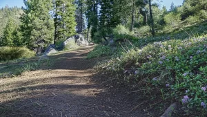 Johnson Canyon Trail with late-blooming wildflowers and a wonderful view.